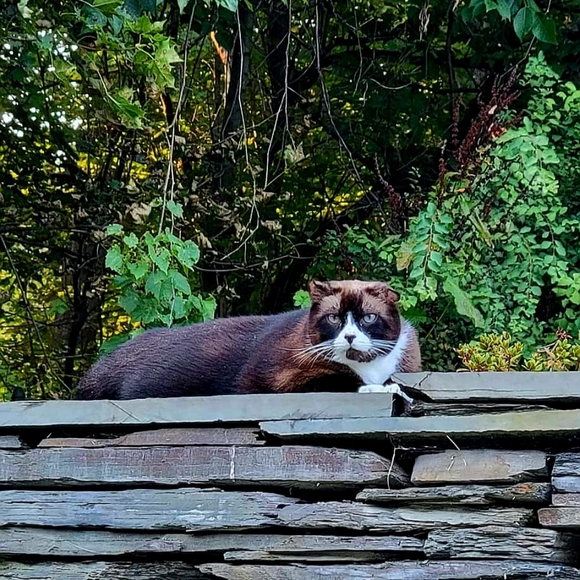 🐈‍⬛️🐈🐈‍⬛️🐈🐈‍⬛️🐈🐈‍⬛️🐈🐈‍⬛️🐈🐈‍⬛️ - Picture 5 of 9